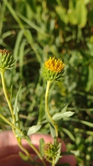 Grindelia pulchella discoidea