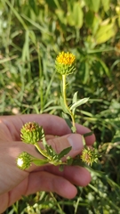 Grindelia pulchella discoidea