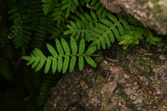 Pleopeltis polypodioides burchellii