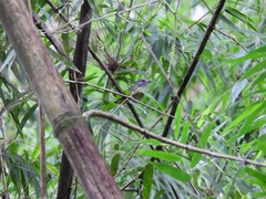 Thamnophilus caerulescens