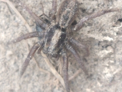 Alopecosa nigricans