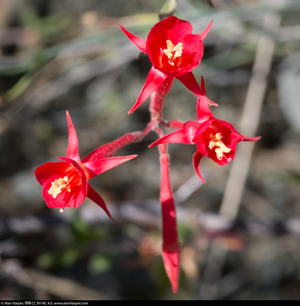 Xylonagra arborea
