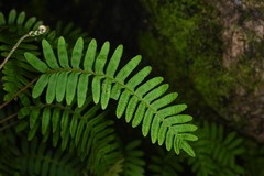 Pleopeltis polypodioides burchellii