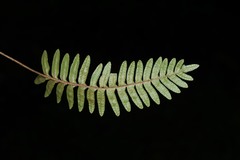 Pleopeltis polypodioides burchellii