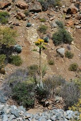 Agave sebastiana