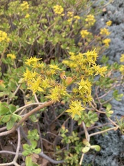 Sedum dendroideum