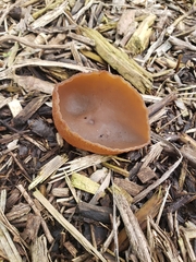 Phylloscypha phyllogena