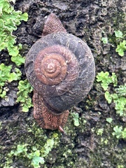 Monadenia infumata