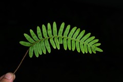 Pleopeltis polypodioides burchellii