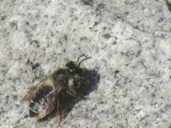 Megachile