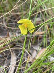 Xyris complanata