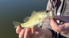 Micropterus floridanus