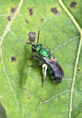Pseudaugochlora