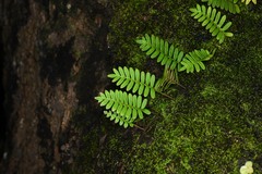 Pleopeltis polypodioides burchellii