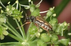 Lepturini