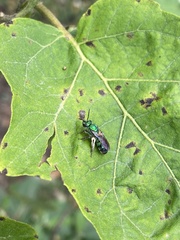 Pseudaugochlora