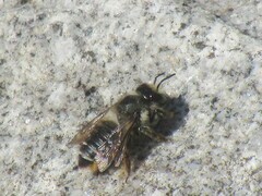 Megachile