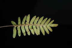 Pleopeltis polypodioides burchellii