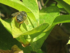 Megachile