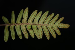Pleopeltis polypodioides burchellii
