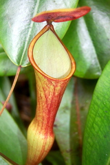 Nepenthes pervillei