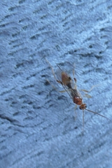 Meteorus pulchricornis