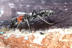 Pseudomyrmex gracilis
