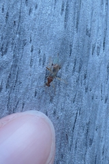 Meteorus pulchricornis