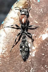 Pseudomyrmex gracilis