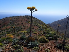 Agave sebastiana