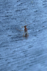 Meteorus pulchricornis