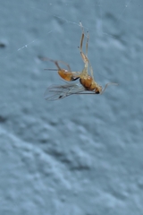 Meteorus pulchricornis