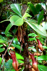Nepenthes pervillei