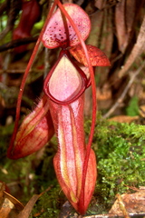 Nepenthes pervillei