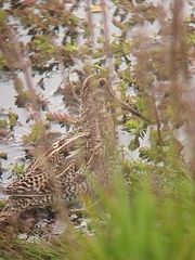Gallinago magellanica