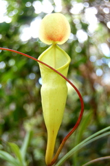 Nepenthes pervillei