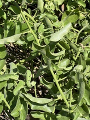 Cryptocarpus pyriformis