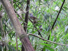 Thamnophilus caerulescens