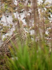 Gallinago magellanica