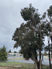 Eucalyptus polyanthemos