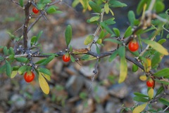 Lycium megacarpum