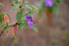 Rhynchanthera grandiflora