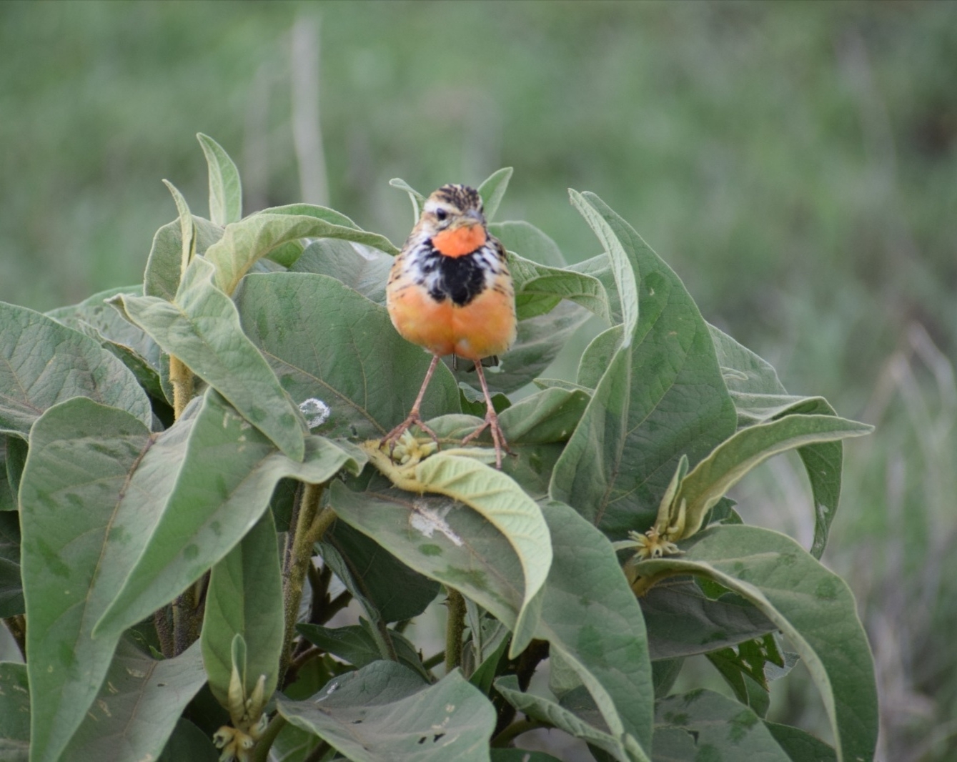 Rosy-throated Longclaw (Macronyx ameliae), photo 7