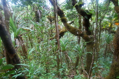 Nepenthes pervillei