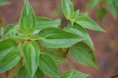 Rhynchanthera grandiflora