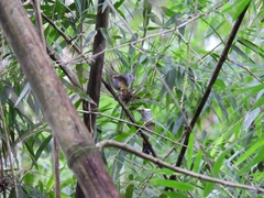 Thamnophilus caerulescens