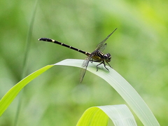 Austrogomphus prasinus