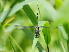 Austrogomphus prasinus
