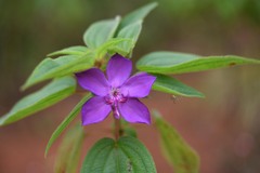 Rhynchanthera grandiflora