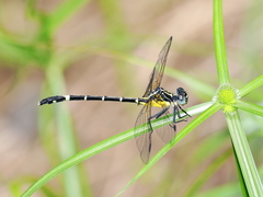 Austrogomphus prasinus